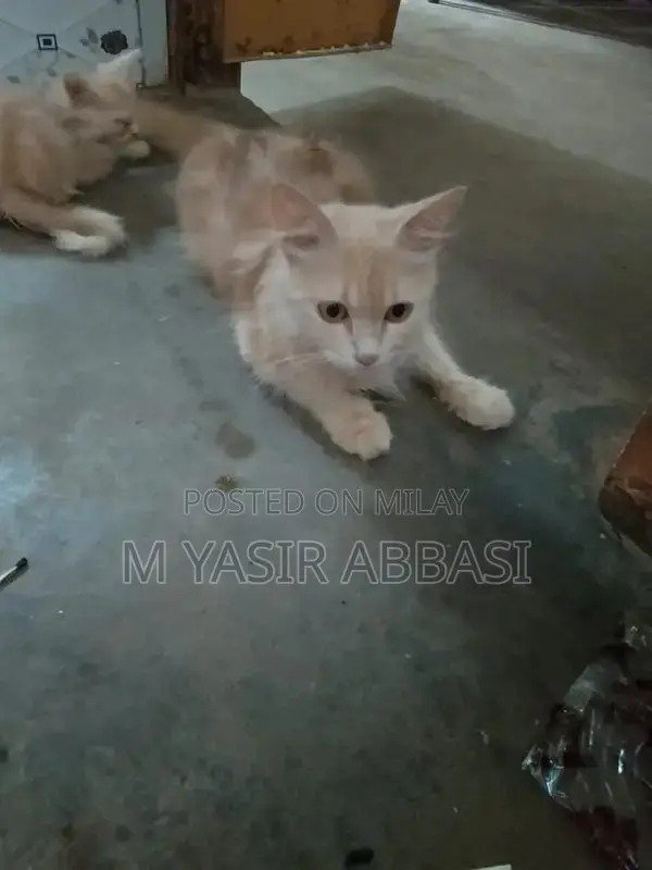 Purebred Persian Cat - Adorable Companion