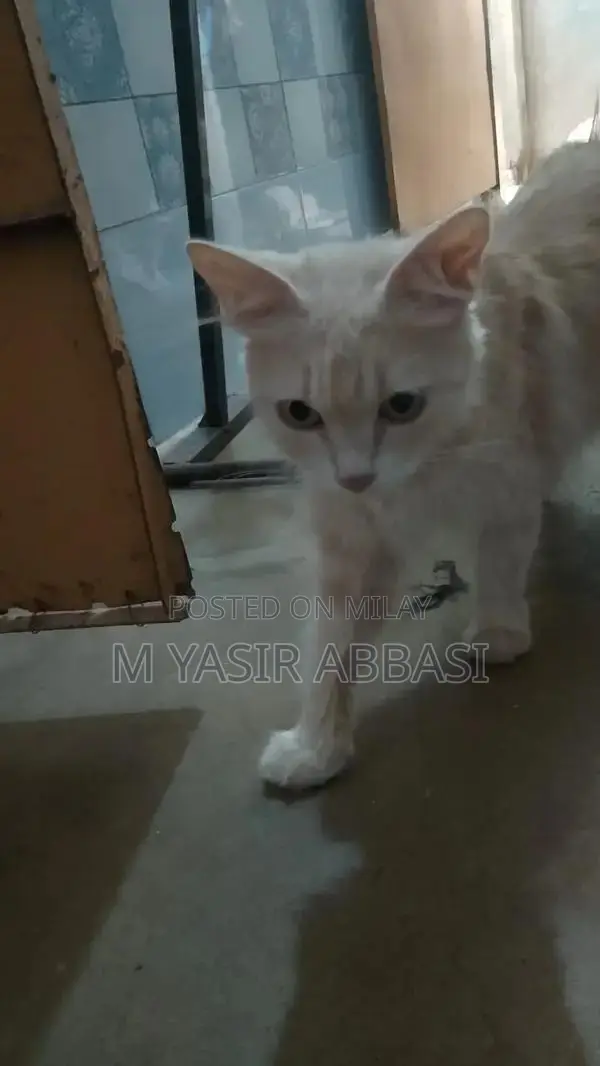 Purebred Persian Cat - Adorable Companion