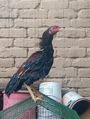 Amroha Aseel Rooster - Young 6-Month-Old Purebred Gamebird