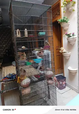 Photo - Cage Bird Accessory for Serious Breeders and Enthusiasts