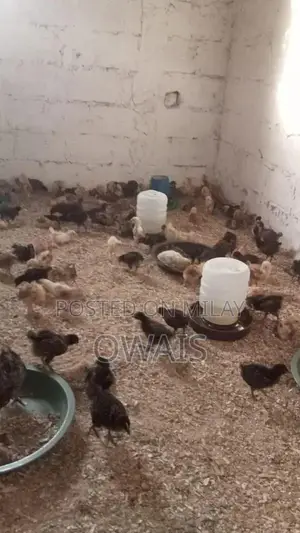 Mixed Breed Poultry Chicks - Australorp, Golden Misri, and RIR Varieti