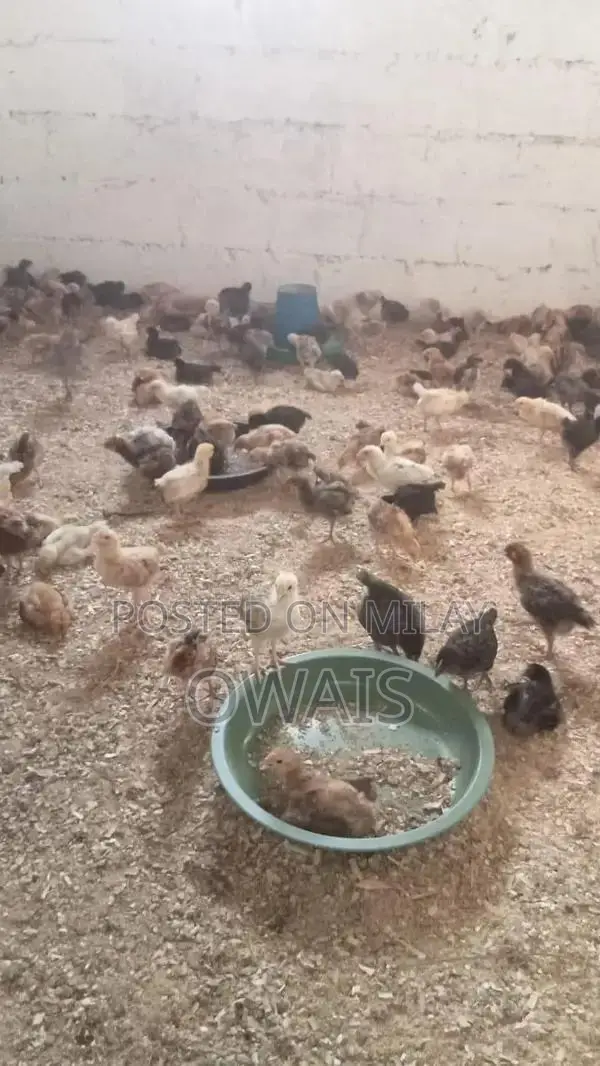 Mixed Breed Poultry Chicks - Australorp, Golden Misri, and RIR Varieti