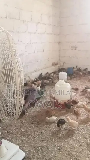 Mixed Breed Poultry Chicks - Australorp, Golden Misri, and RIR Varieti