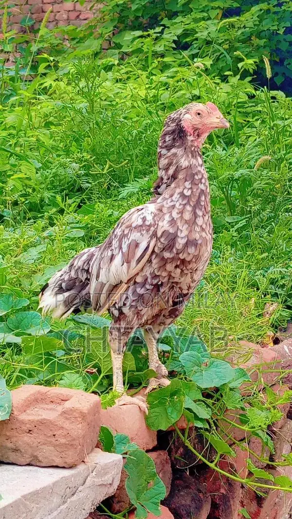 Premium Quality Cheeni Madi Traditional Handmade Kitchen Textile