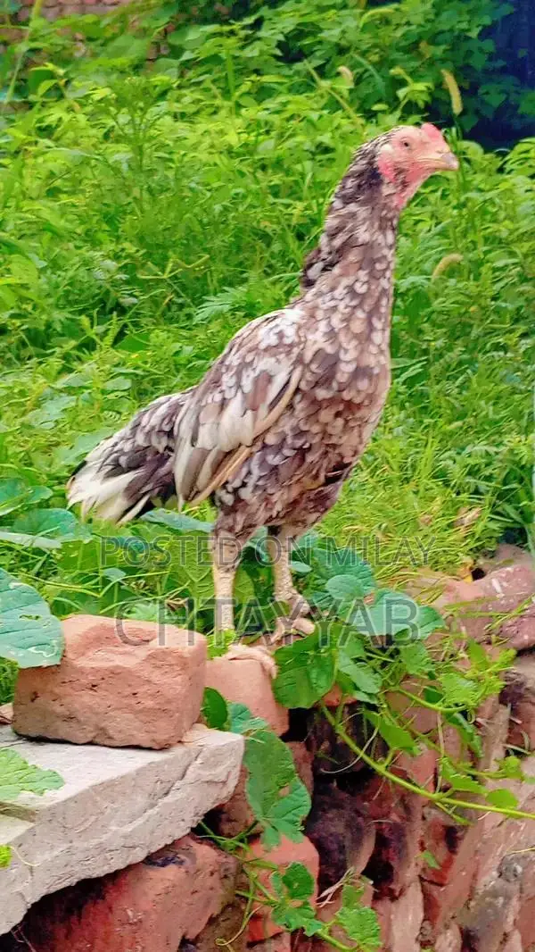 Premium Quality Cheeni Madi Traditional Handmade Kitchen Textile