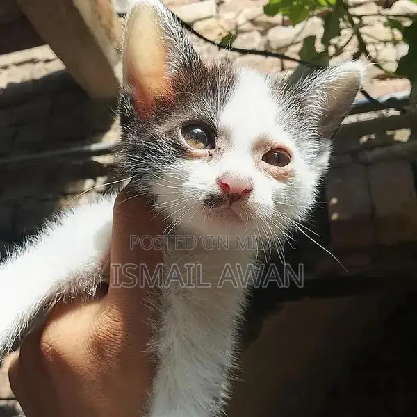 Persian Cat Pair - Double Coat Black and White Kittens