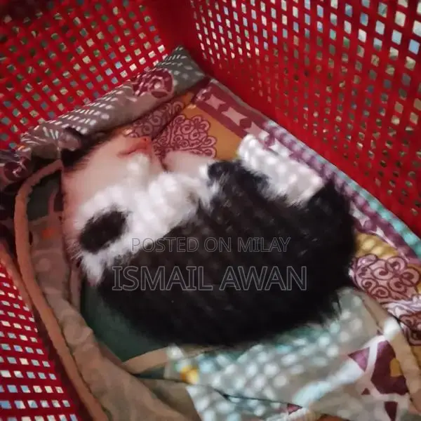 Persian Cat Pair - Double Coat Black and White Kittens