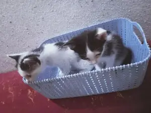 Persian Cat Pair - Double Coat Black and White Kittens