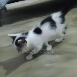 Persian Cat Pair - Double Coat Black and White Kittens