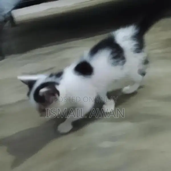 Persian Cat Pair - Double Coat Black and White Kittens