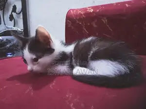 Persian Cat Pair - Double Coat Black and White Kittens