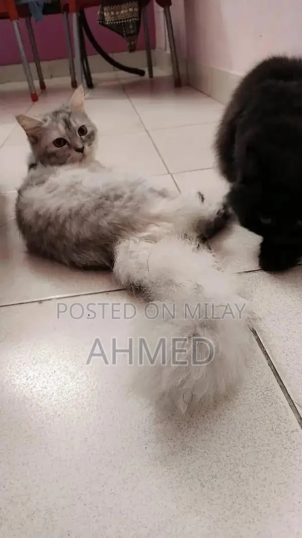 Simba and Guriya: Young Companion Pets