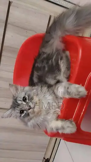 Simba and Guriya: Young Companion Pets