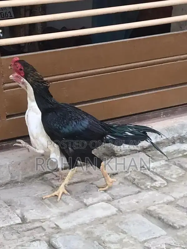 Fresh Chicken or Rooster - Farm-Fresh Poultry Meat