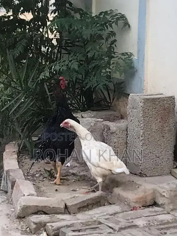 Fresh Chicken or Rooster - Farm-Fresh Poultry Meat