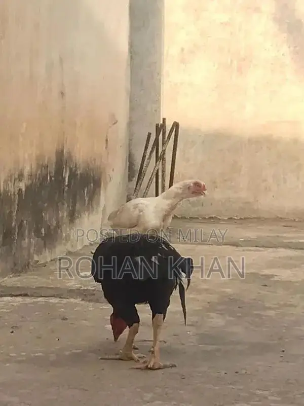 Fresh Chicken or Rooster - Farm-Fresh Poultry Meat