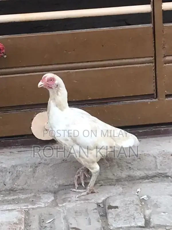 Fresh Chicken or Rooster - Farm-Fresh Poultry Meat