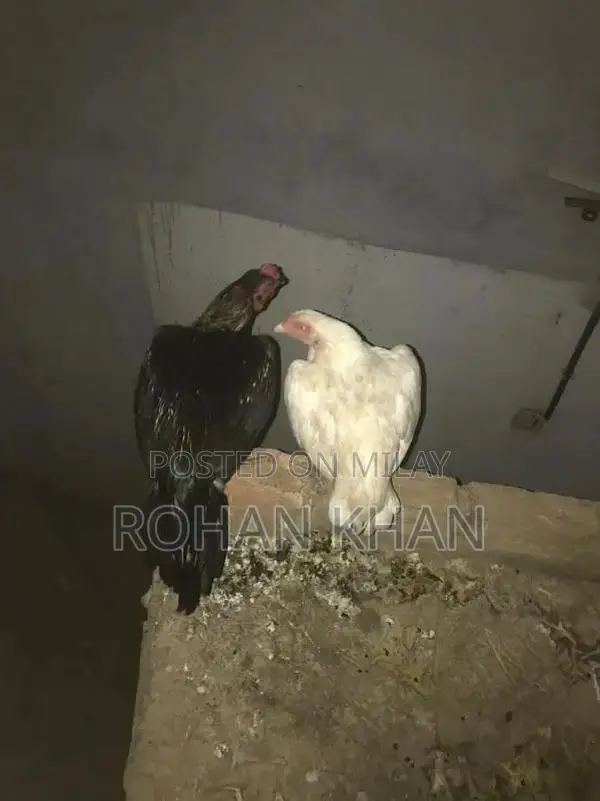 Fresh Chicken or Rooster - Farm-Fresh Poultry Meat