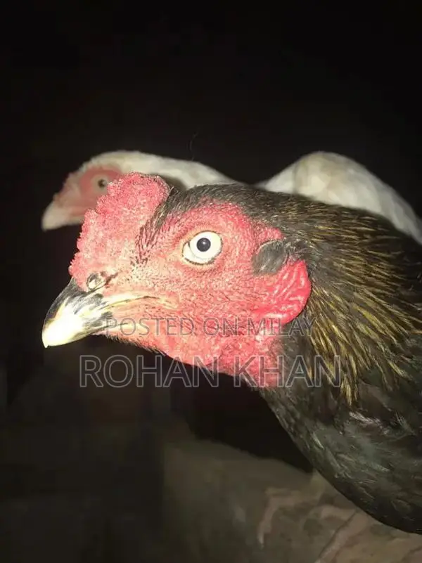 Fresh Chicken or Rooster - Farm-Fresh Poultry Meat