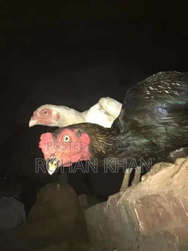 Fresh Chicken or Rooster - Farm-Fresh Poultry Meat