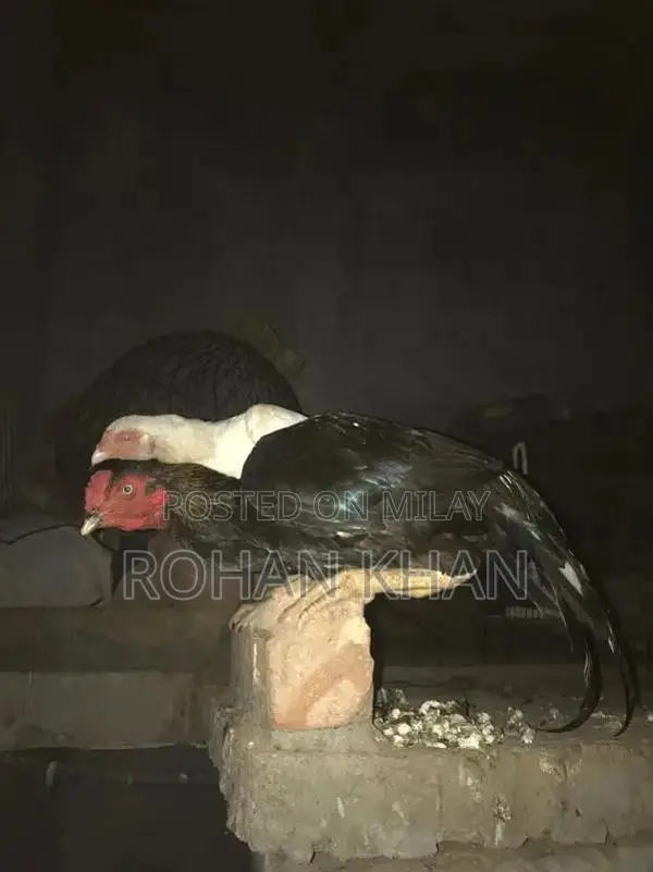 Fresh Chicken or Rooster - Farm-Fresh Poultry Meat