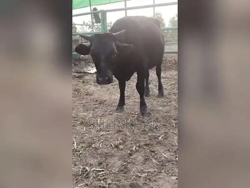 Premium Australian Breeding Bull for Herd Improvement