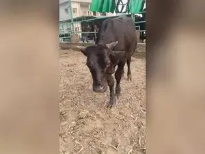 Premium Australian Breeding Bull for Herd Improvement