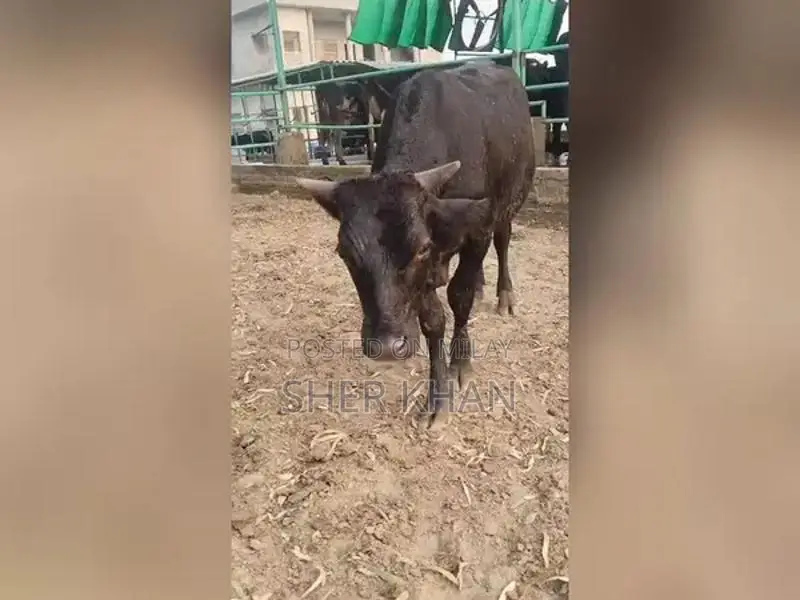 Premium Australian Breeding Bull for Herd Improvement