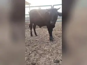 Premium Australian Breeding Bull for Herd Improvement