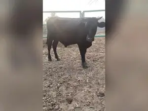 Premium Australian Breeding Bull for Herd Improvement