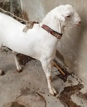 Premium Zero Size Teddy Pair - White with Pink Nose and Black Eyes