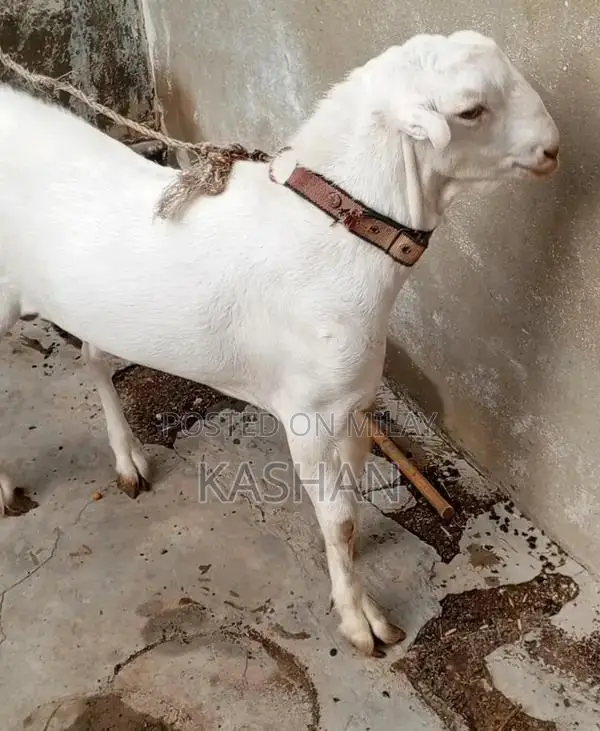 Premium Zero Size Teddy Pair - White with Pink Nose and Black Eyes