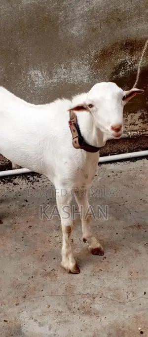 Premium Zero Size Teddy Pair - White with Pink Nose and Black Eyes