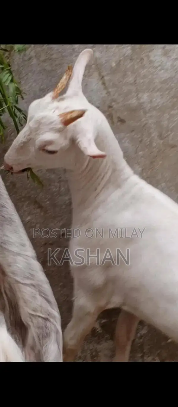 Premium Zero Size Teddy Pair - White with Pink Nose and Black Eyes