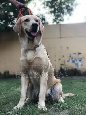 Photo - Top-Quality Golden Retriever Female Puppy - 13 Months Old