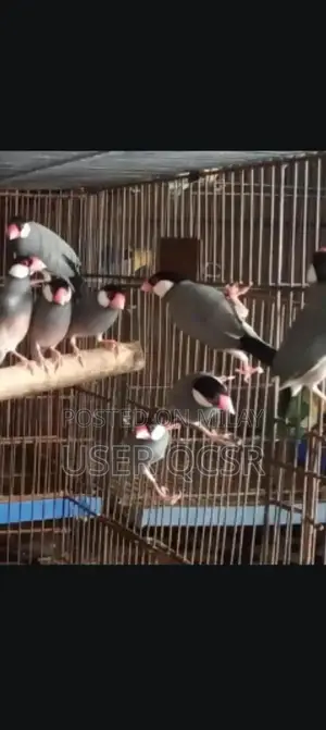 Grey Java Breeding Pair of Small Exotic Pets