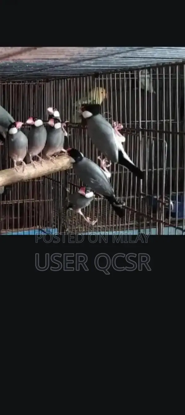 Grey Java Breeding Pair of Small Exotic Pets