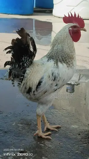 Golden Misri Rooster - Healthy 8-9 Month Old Chicken