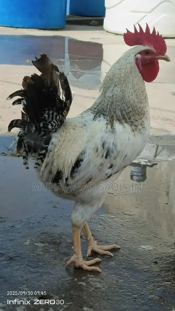Golden Misri Rooster - Healthy 8-9 Month Old Chicken