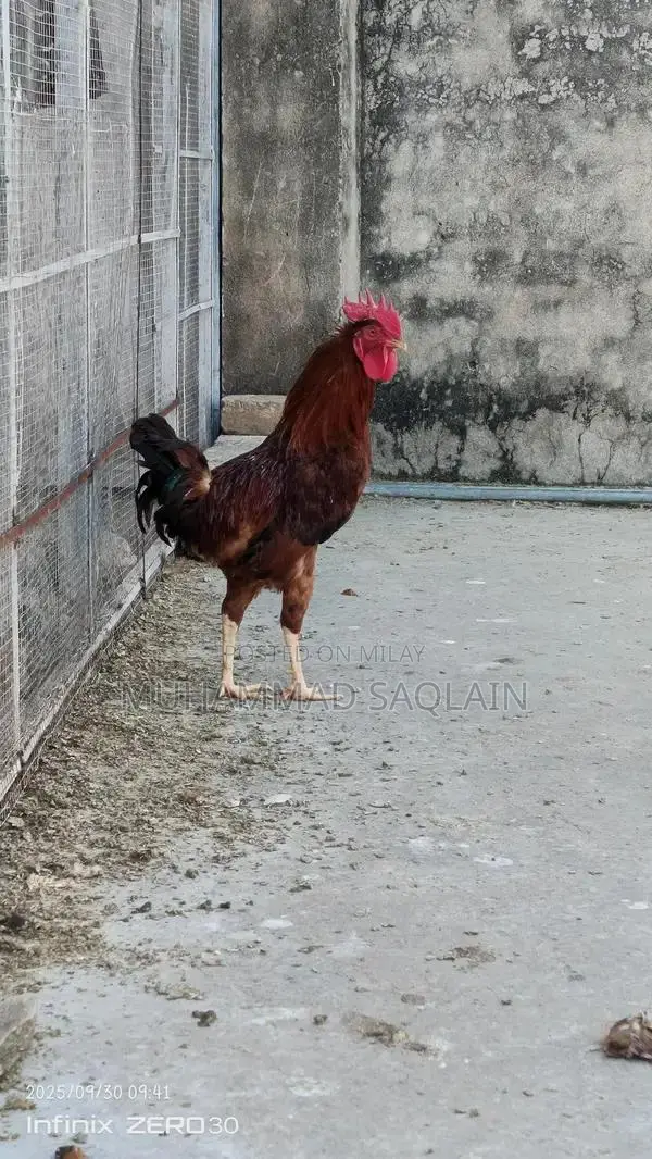 Golden Misri Rooster - Healthy 8-9 Month Old Chicken