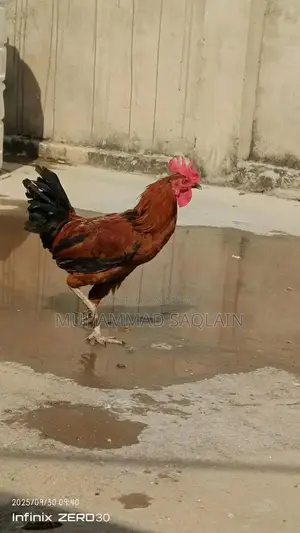 Golden Misri Rooster - Healthy 8-9 Month Old Chicken