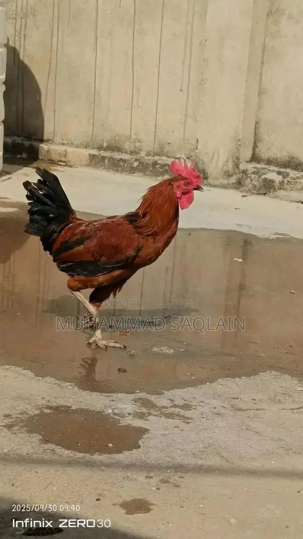 Golden Misri Rooster - Healthy 8-9 Month Old Chicken