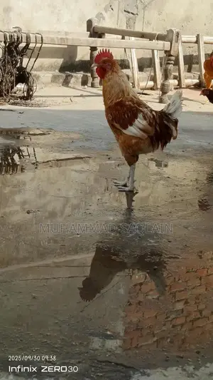 Golden Misri Rooster - Healthy 8-9 Month Old Chicken