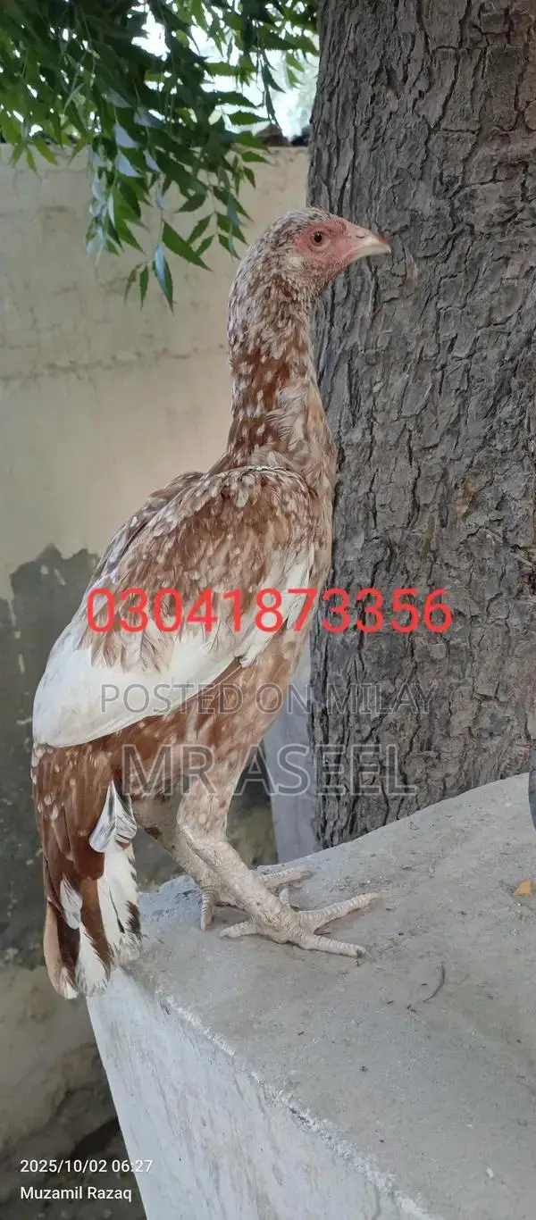 Premium Quality Aseel Cheeni Female Poultry Bird for Breeding