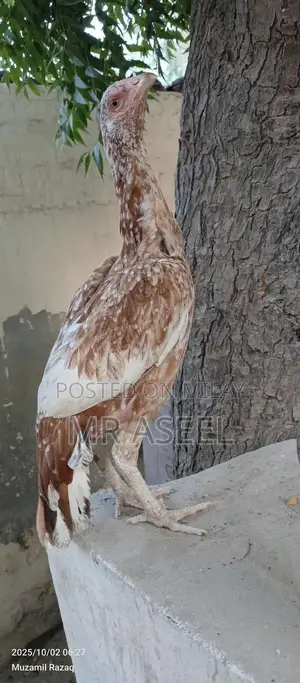 Premium Quality Aseel Cheeni Female Poultry Bird for Breeding