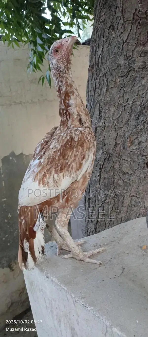 Premium Quality Aseel Cheeni Female Poultry Bird for Breeding