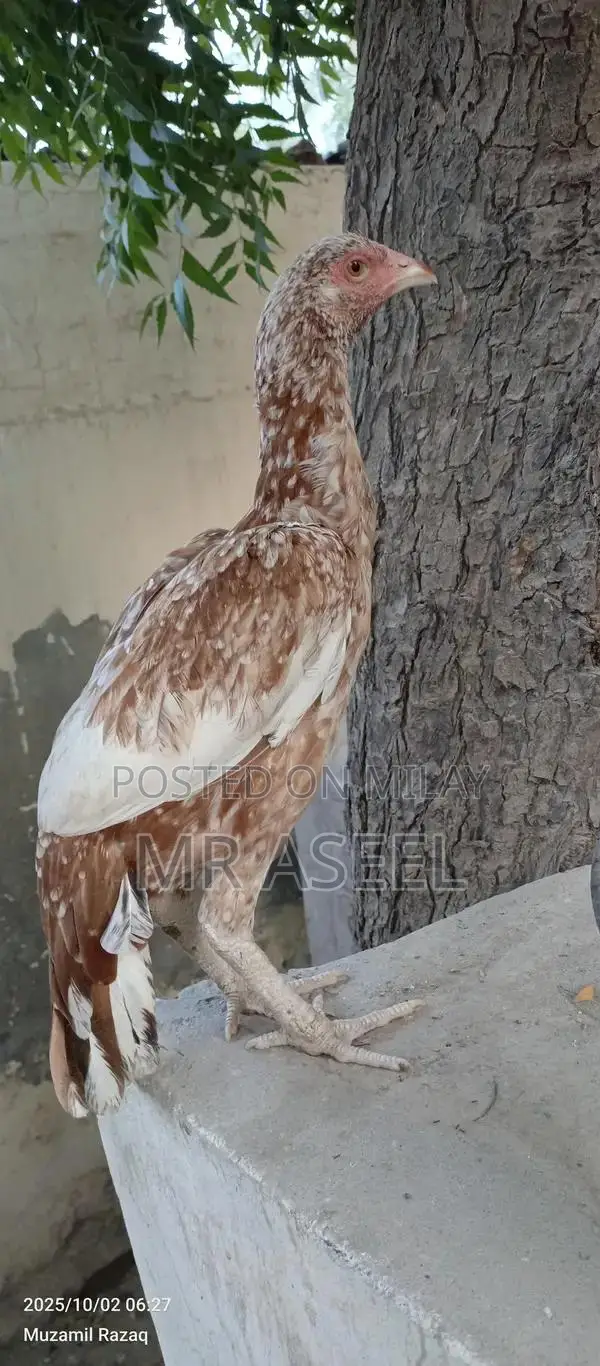Premium Quality Aseel Cheeni Female Poultry Bird for Breeding
