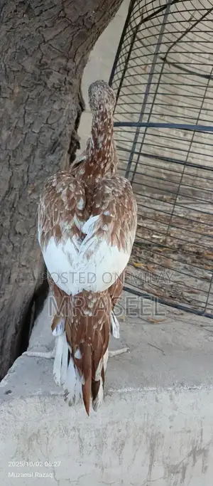 Premium Quality Aseel Cheeni Female Poultry Bird for Breeding