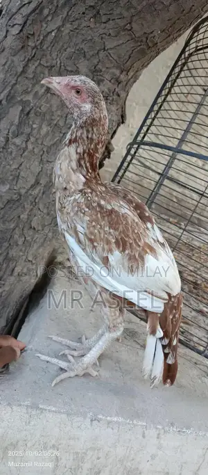 Premium Quality Aseel Cheeni Female Poultry Bird for Breeding