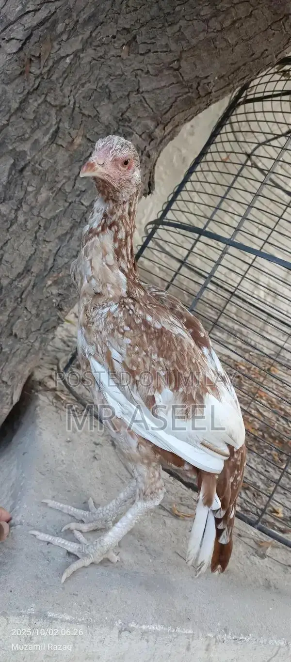 Premium Quality Aseel Cheeni Female Poultry Bird for Breeding
